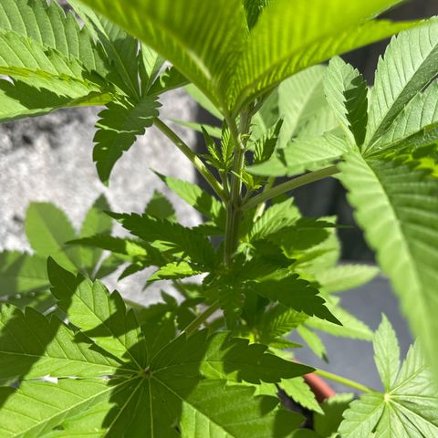 Fruit Spirit growlog timeline photo