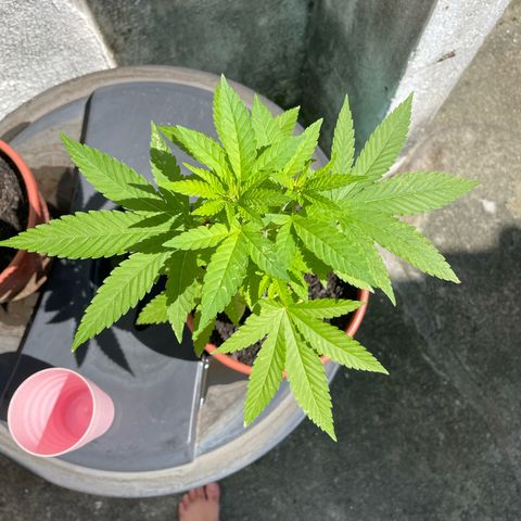 Fruit Spirit growlog timeline photo