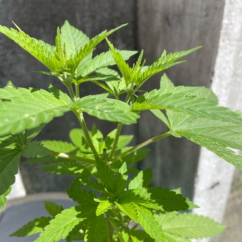 Fruit Spirit growlog timeline photo