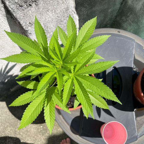 Fruit Spirit growlog timeline photo