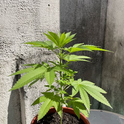 Fruit Spirit growlog timeline photo