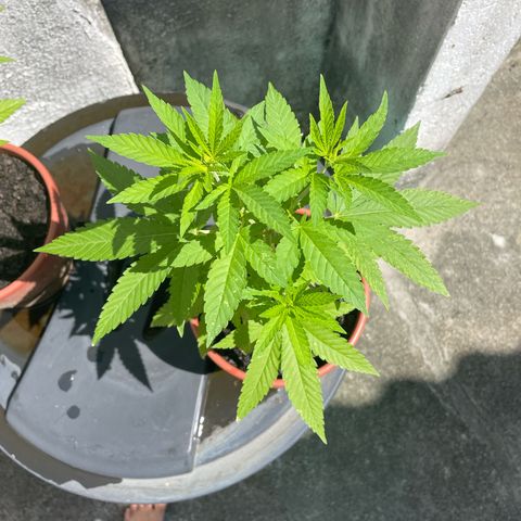 Fruit Spirit growlog timeline photo