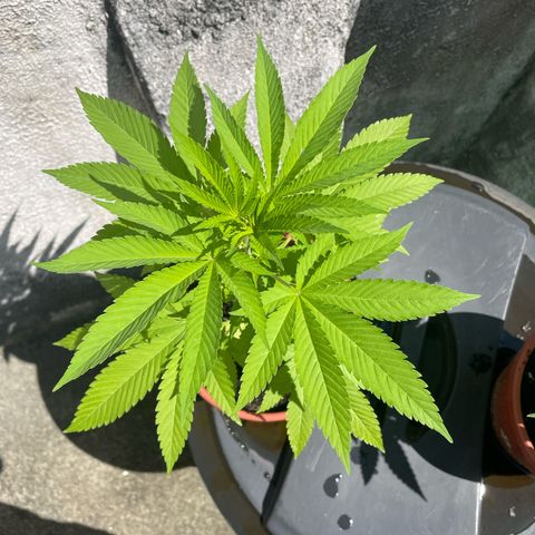 Fruit Spirit growlog timeline photo