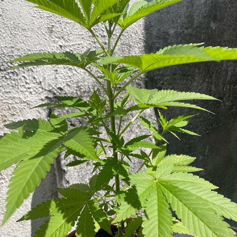 Fruit Spirit growlog timeline photo