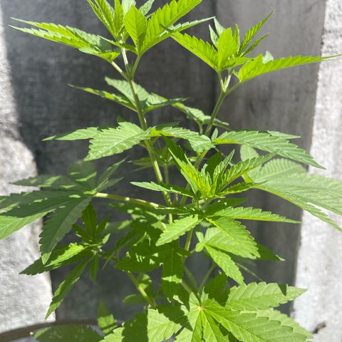 Fruit Spirit growlog timeline photo