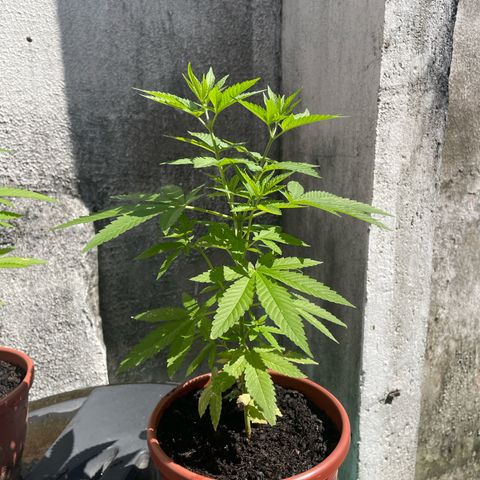 Fruit Spirit growlog timeline photo