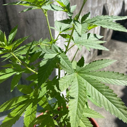 Fruit Spirit growlog timeline photo