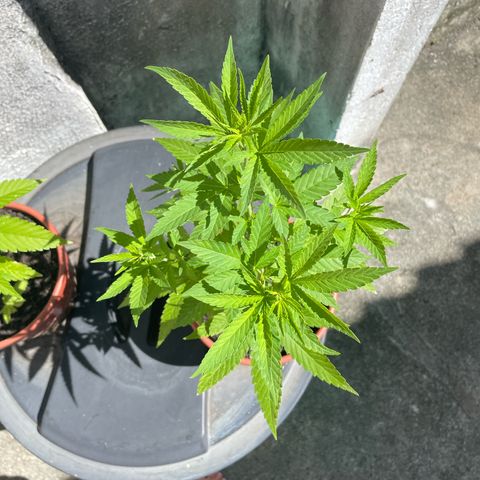Fruit Spirit growlog timeline photo