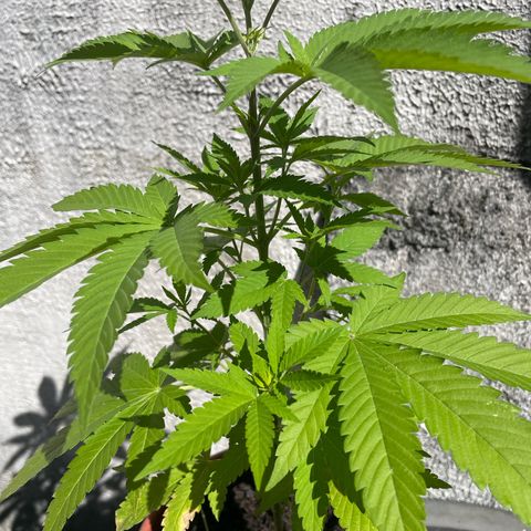 Fruit Spirit growlog timeline photo