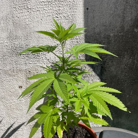 Fruit Spirit growlog timeline photo