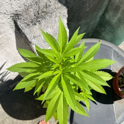 Fruit Spirit growlog timeline photo