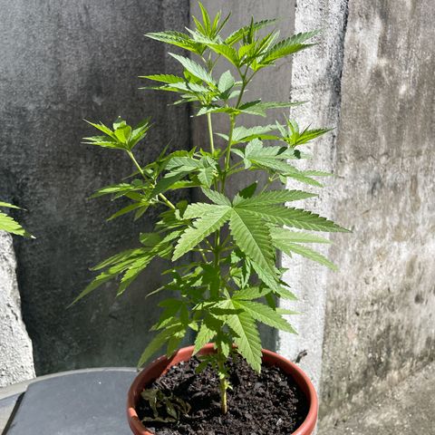 Fruit Spirit growlog timeline photo
