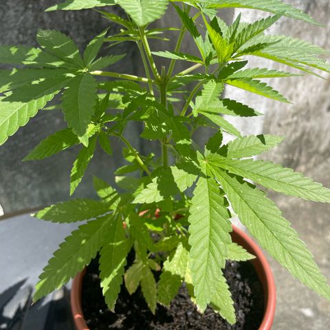 Fruit Spirit growlog timeline photo