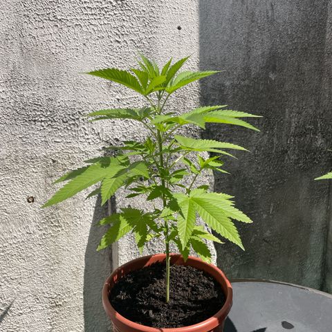 Fruit Spirit growlog timeline photo