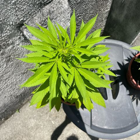 Fruit Spirit growlog timeline photo