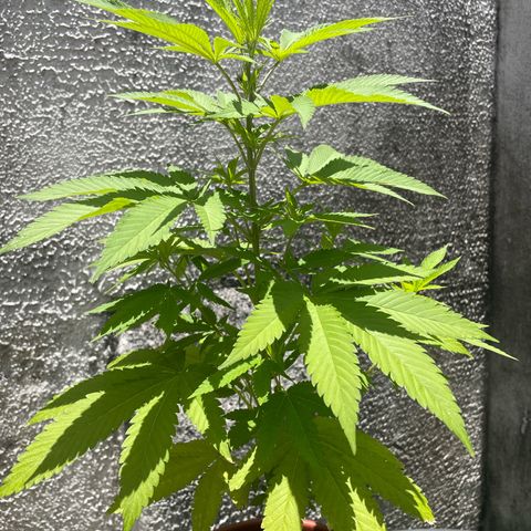Fruit Spirit growlog timeline photo