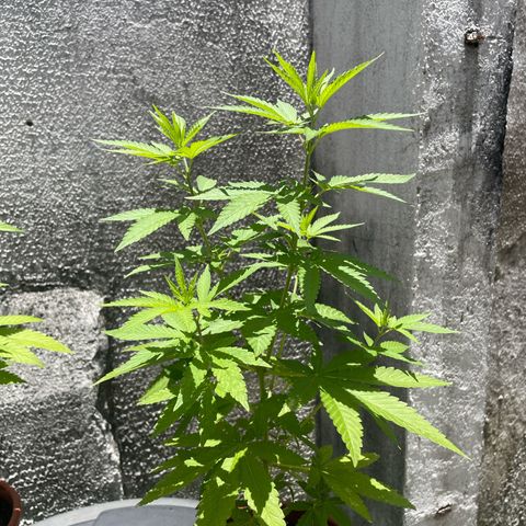 Fruit Spirit growlog timeline photo