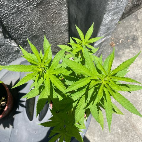 Fruit Spirit growlog timeline photo