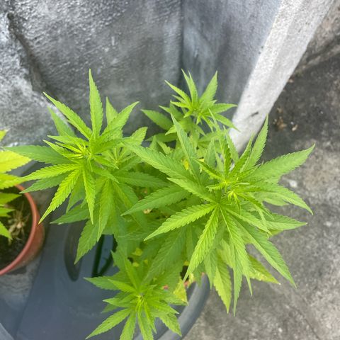 Fruit Spirit growlog timeline photo