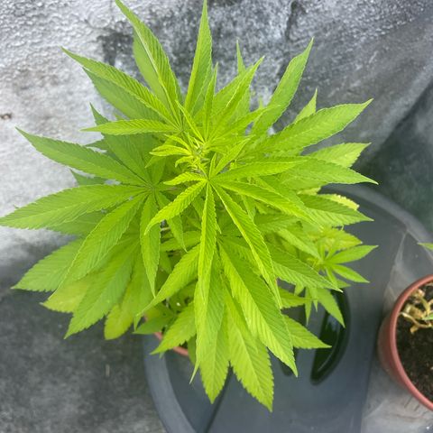 Fruit Spirit growlog timeline photo