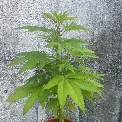 Fruit Spirit growlog timeline photo