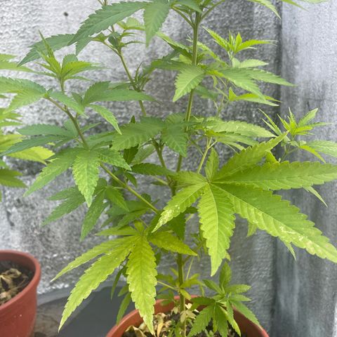 Fruit Spirit growlog timeline photo