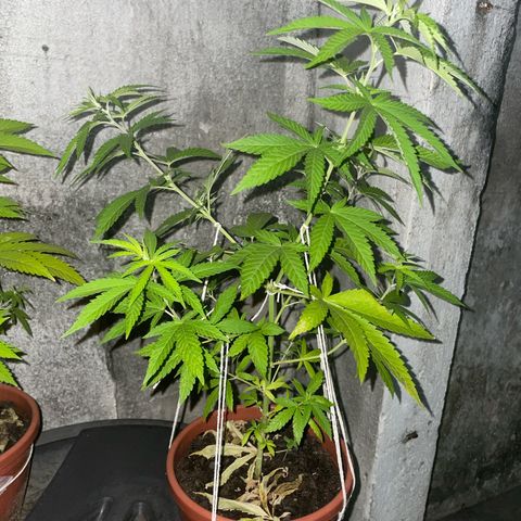 Fruit Spirit growlog timeline photo