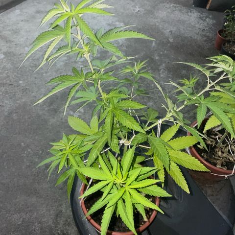 Fruit Spirit growlog timeline photo