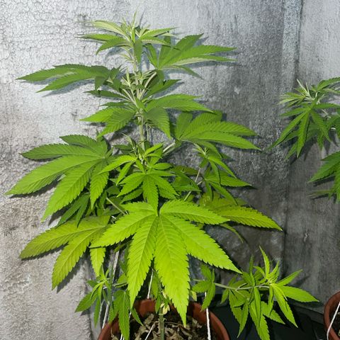 Fruit Spirit growlog timeline photo