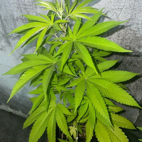 Fruit Spirit growlog timeline photo