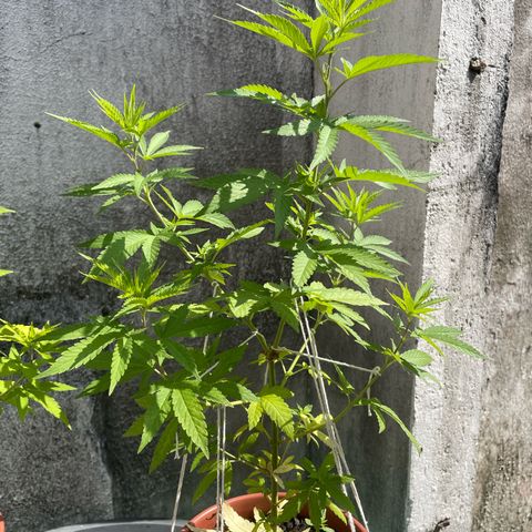 Fruit Spirit growlog timeline photo