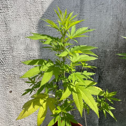 Fruit Spirit growlog timeline photo