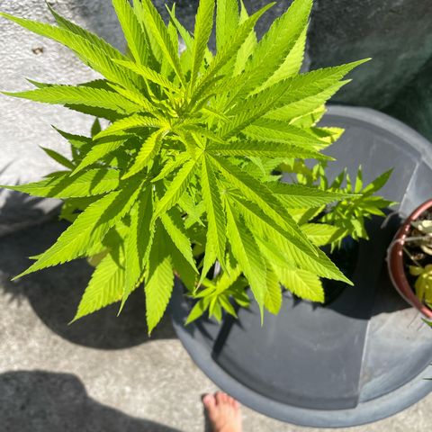 Fruit Spirit growlog timeline photo