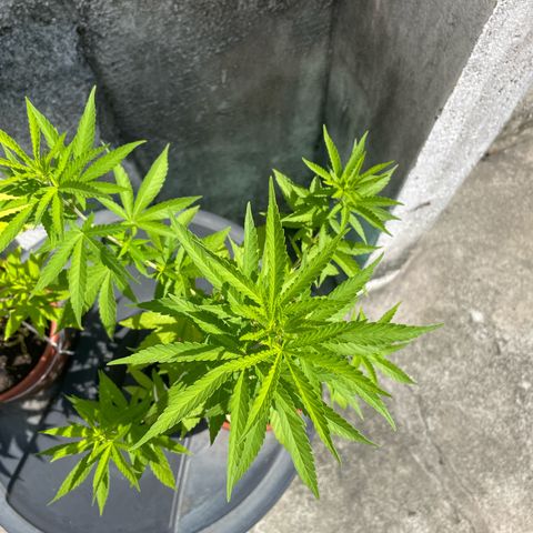 Fruit Spirit growlog timeline photo