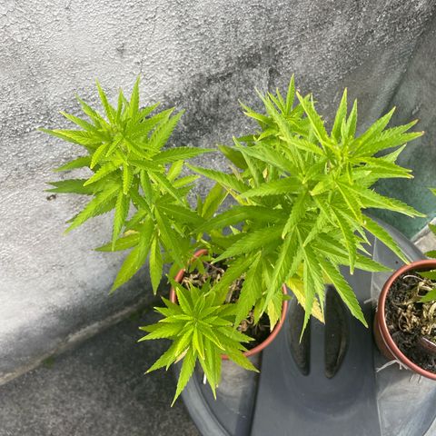 Fruit Spirit growlog timeline photo