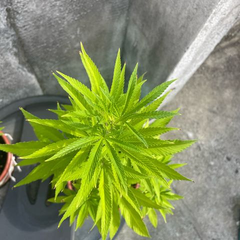Fruit Spirit growlog timeline photo