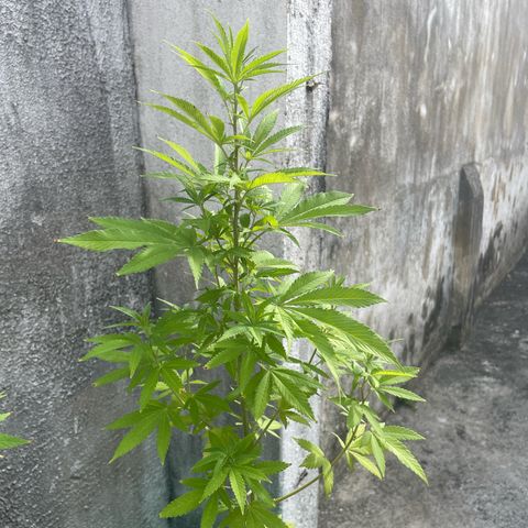 Fruit Spirit growlog timeline photo
