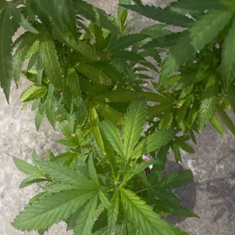 Fruit Spirit growlog timeline photo