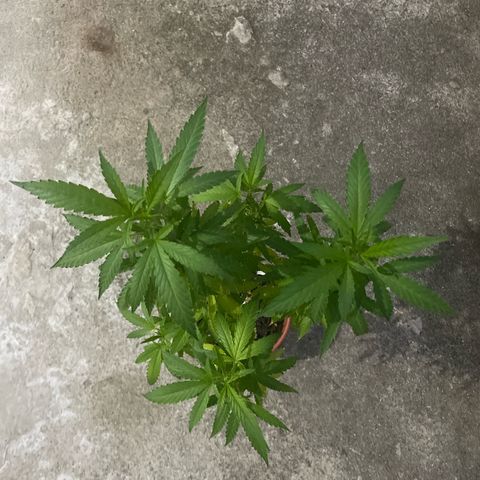 Fruit Spirit growlog timeline photo