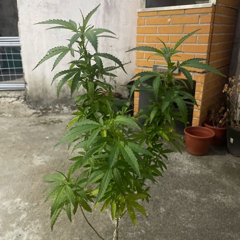 Fruit Spirit growlog timeline photo