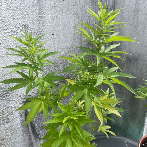Fruit Spirit growlog timeline photo