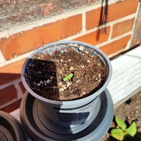 Auto Northern Lights growlog photo: 1.2.3 erblicken denn ersten sonnenschein