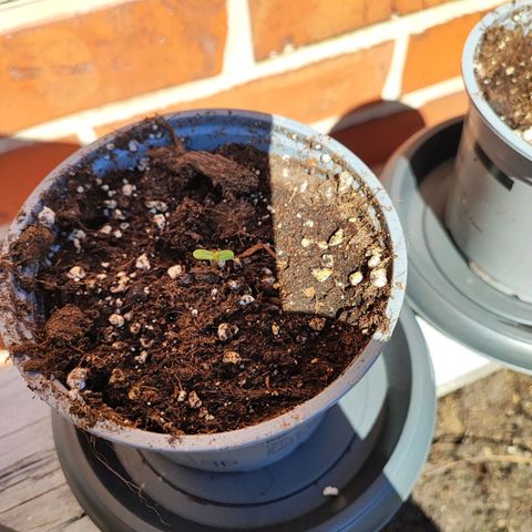 Auto Northern Lights growlog photo: 1.2.3 erblicken denn ersten sonnenschein