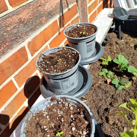 Auto Northern Lights growlog photo: 1.2.3 erblicken denn ersten sonnenschein