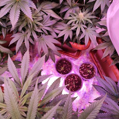 Auto Northern Lights growlog timeline photo