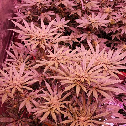 Auto Northern Lights growlog timeline photo