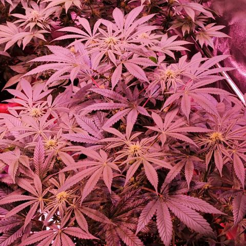 Auto Northern Lights growlog timeline photo
