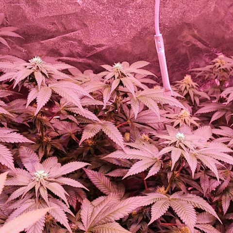 Auto Northern Lights growlog timeline photo