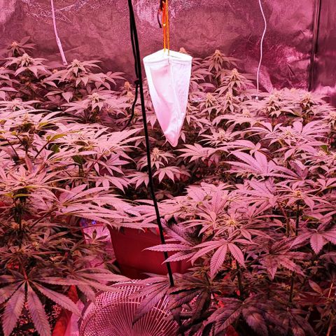 Auto Northern Lights growlog timeline photo