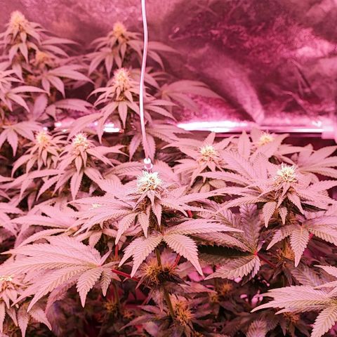 Auto Northern Lights growlog timeline photo